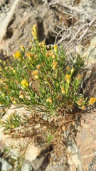 Pulicaria glutinosa