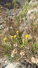 Pulicaria glutinosa