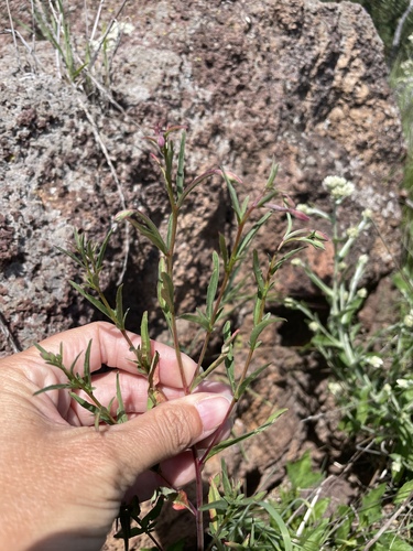 Campo clarkia (Clarkia delicata)