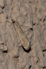 Euchromius californicalis