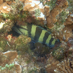 Acanthistius cinctus