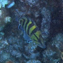 Acanthistius cinctus