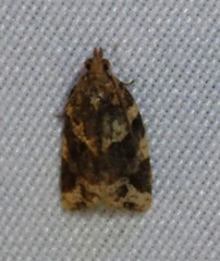 Argyrotaenia ivana