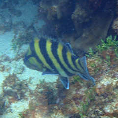Acanthistius cinctus