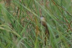 Argya longirostris