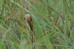 Argya longirostris