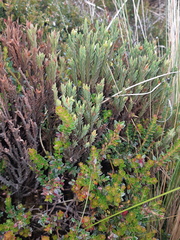 Hypericum lancioides