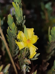Hypericum lancioides
