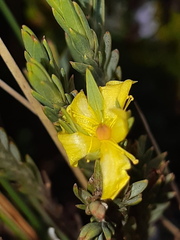 Hypericum lancioides