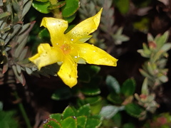 Hypericum lancioides