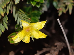 Hypericum lancioides