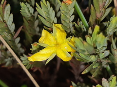 Hypericum lancioides