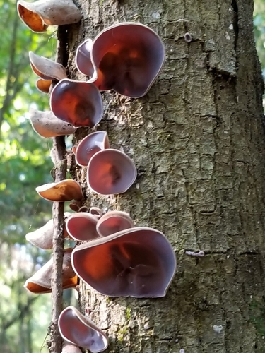 Ear fungus