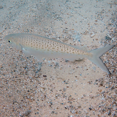 Arripis xylabion