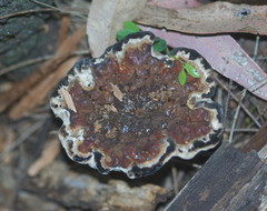 Sanguinoderma rude