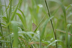 Mycalesis gotama nanda