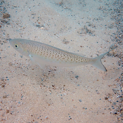 Arripis xylabion