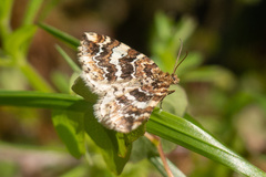 Enchoria lacteata
