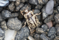 Chaerodes trachyscelides