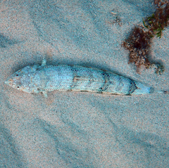 Synodus dermatogenys