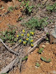 Lithospermum californicum