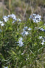 Amsonia ciliata