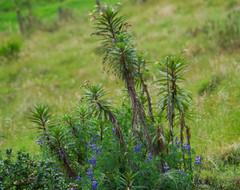 Siphocampylus lucidus