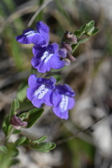 Scutellaria wrightii