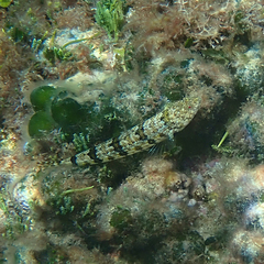 Synodus dermatogenys