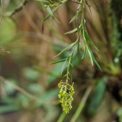 Epidendrum angustissimum