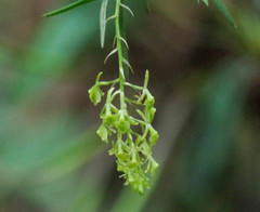 Epidendrum angustissimum