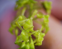 Epidendrum angustissimum