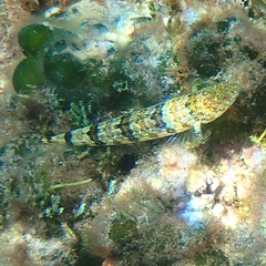 Synodus dermatogenys