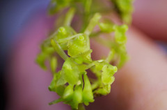 Epidendrum angustissimum