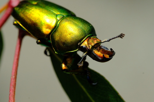 Golden Stag Beetle