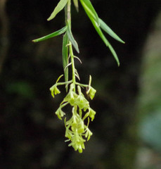 Epidendrum angustissimum