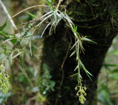 Epidendrum angustissimum