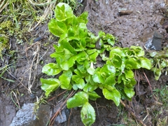 Arnica amplexicaulis