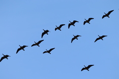Branta hutchinsii