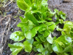 Arnica amplexicaulis