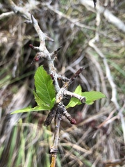 Crataegus gaylussacia