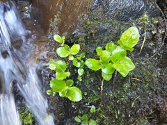 Arnica amplexicaulis