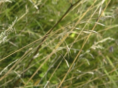 Bromus riparius
