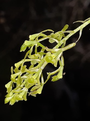 Epidendrum angustissimum