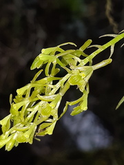 Epidendrum angustissimum