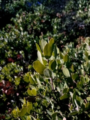 Arctostaphylos glauca
