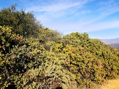 Arctostaphylos glauca