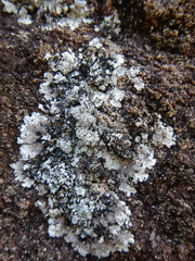 Lepraria membranacea