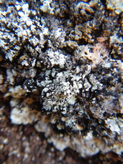 Lepraria membranacea