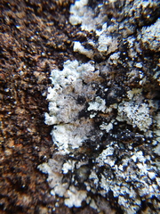 Lepraria membranacea